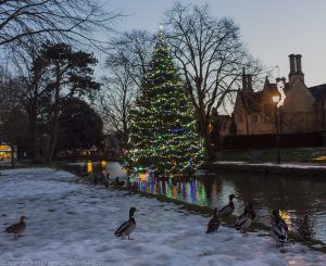 A beautifully decorated Christmas tree at Bourton-on-the-water with ducks in the foreground