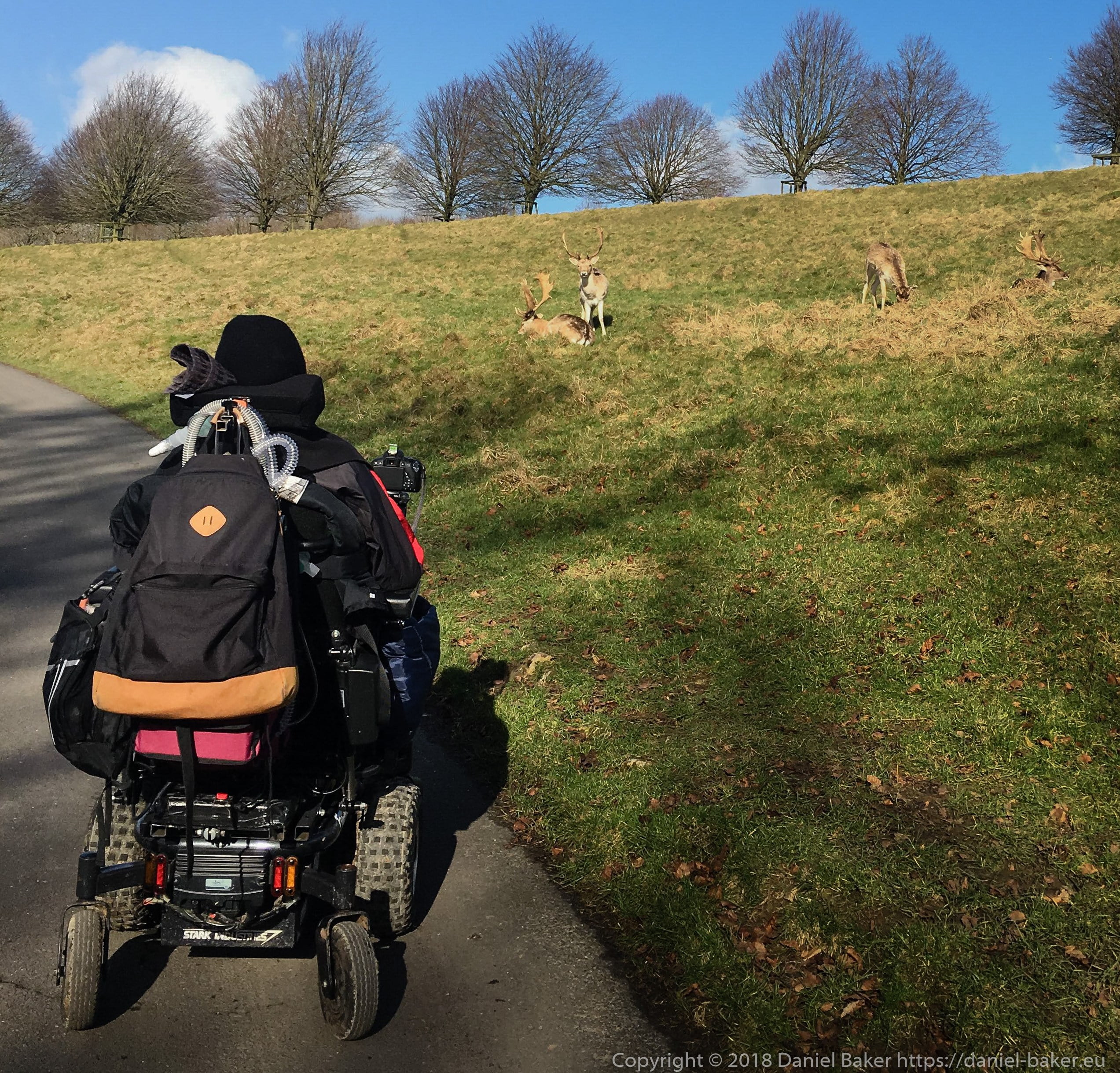 Daniel Baker taking a photograph of some deer at Dyrham park