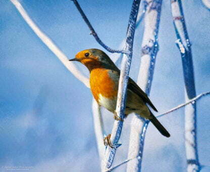 A Robin perched on a snowy branch